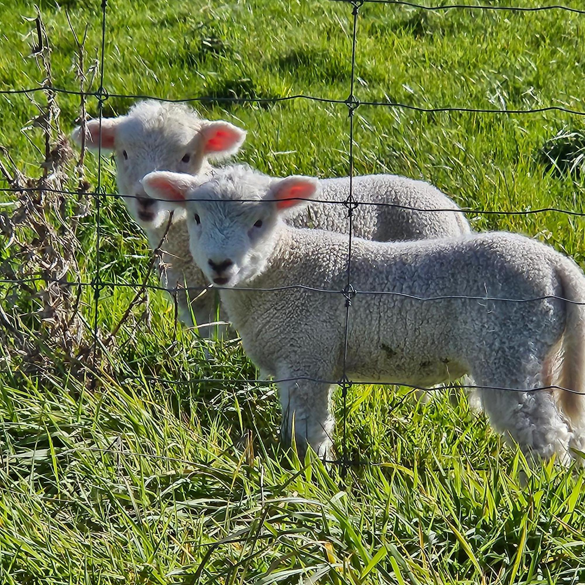 Whiteacres Bed & Breakfast Invercargill Luaran gambar