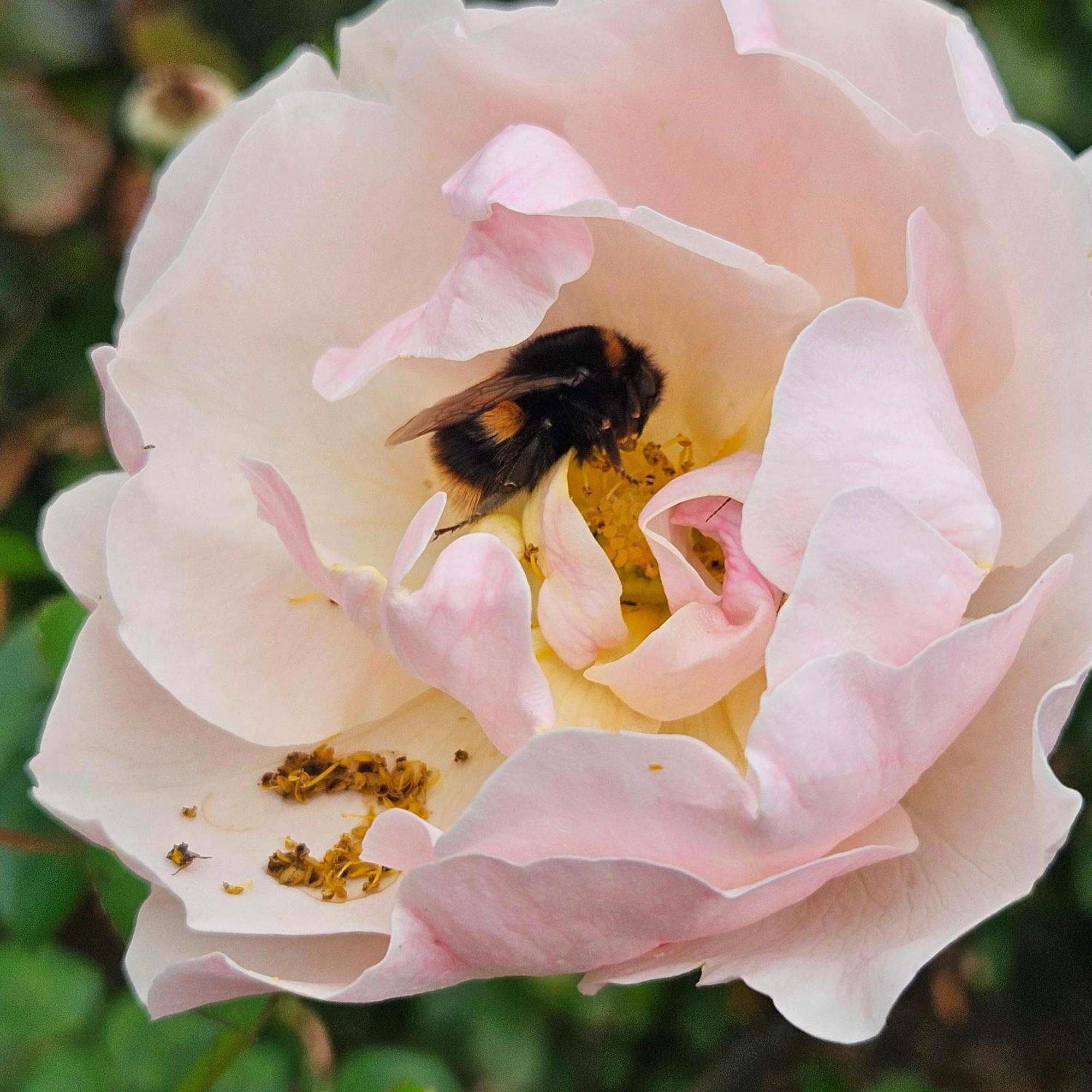 Whiteacres Bed & Breakfast Invercargill Luaran gambar